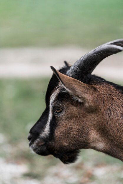 Side view of goat with big horned