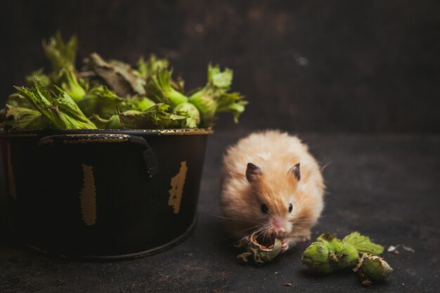 Side view hamster eating hazelnut on dark brown.