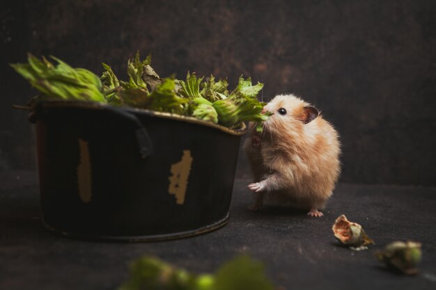 Side view hamster smelling hazelnut on dark brown.