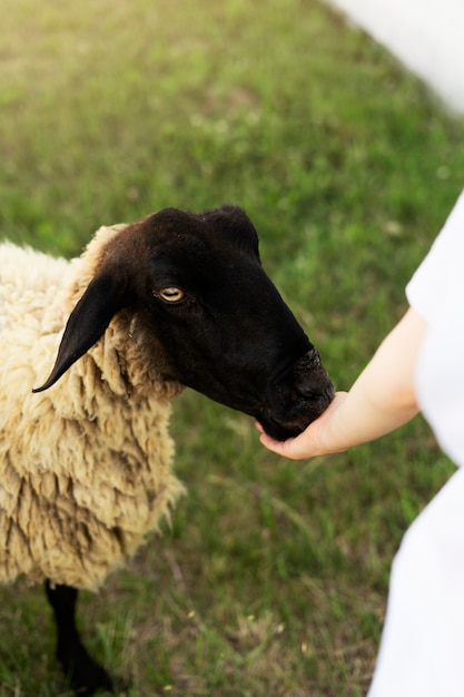 Вид сбоку на ручное кормление овец