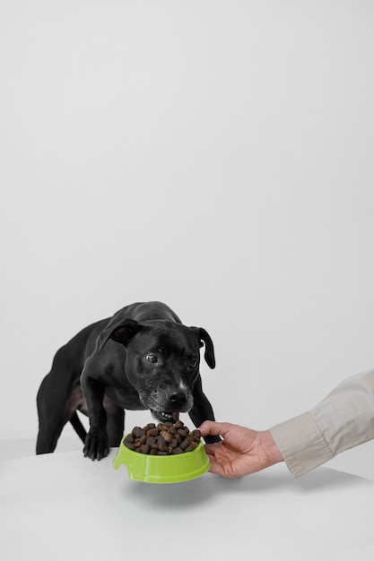 Free photo side view hand holding dog food bowl