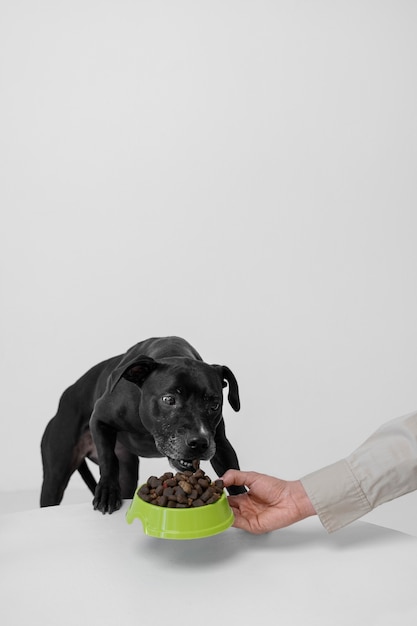 Foto gratuita mano con vista laterale che tiene la ciotola del cibo per cani