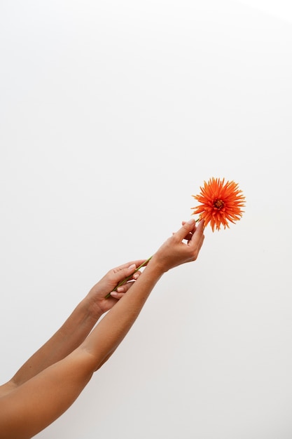 Side view hands holding beautiful flower