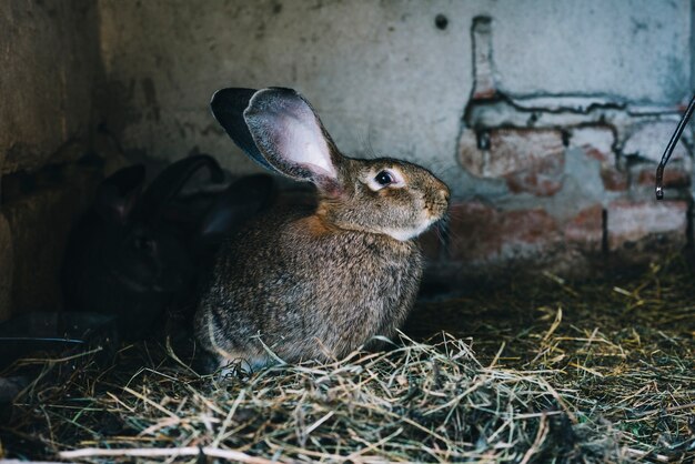 Side view of a hare sitting on grass