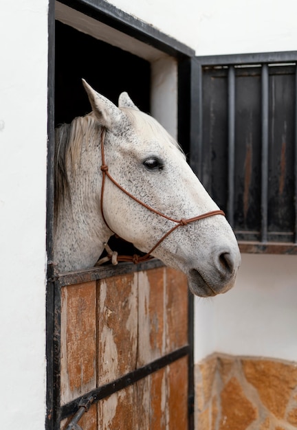 Foto gratuita vista laterale del cavallo in una stalla di fattoria