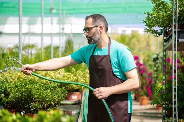 ホースからポット植物に水をまく男性の庭師の側面図。青いシャツ、眼鏡、エプロンを着て、温室で花を育てる白人のひげを生やした男。商業園芸活動と夏のコンセプト