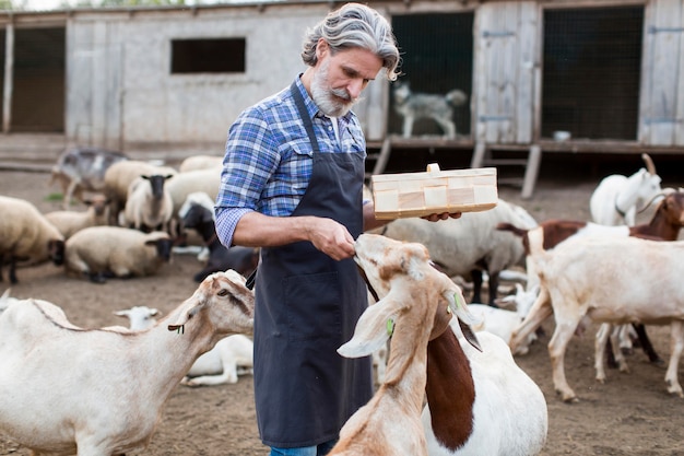 Side view man feeding goats