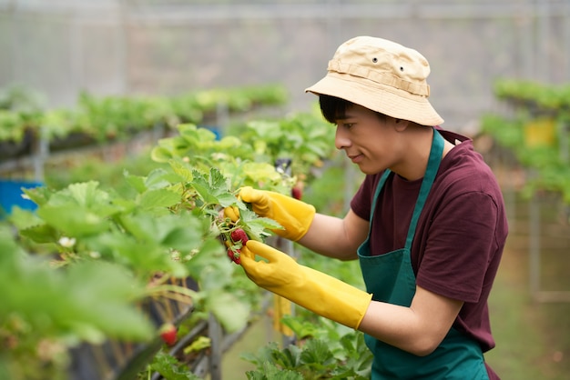 Side view of man in gardening outfit gathering strawberries grown in a greenhouse