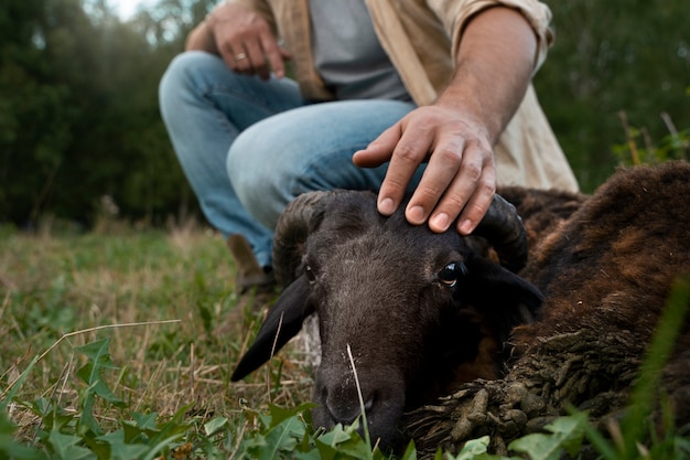 Вид сбоку мужчина гладит овец