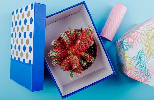 Бесплатное фото Вид сбоку кактуса в горшке в подарочной коробке на синем фоне