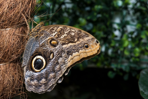 Вид сбоку бабочка сова на стволе пальмы