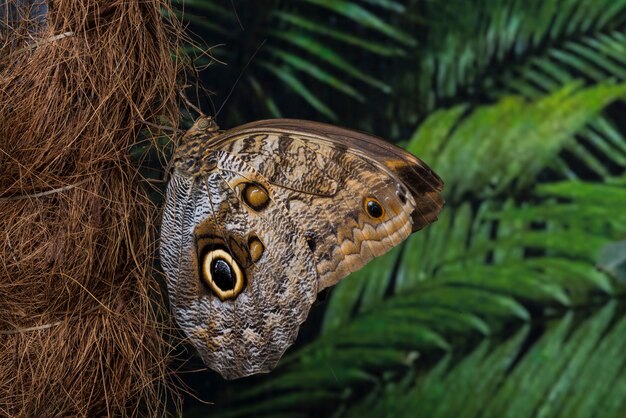 Side view owl butterfly on palm tree trunk 