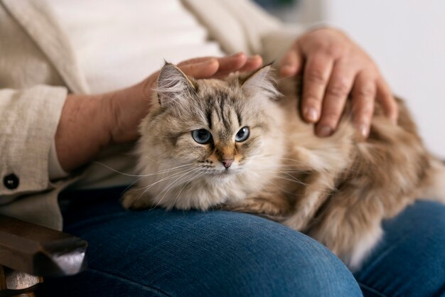 Side view owner holding cute cat