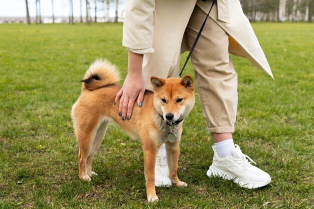Side view owner and shiba inu dog