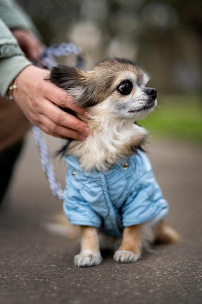 Free photo side view owner with cute chihuahua dog