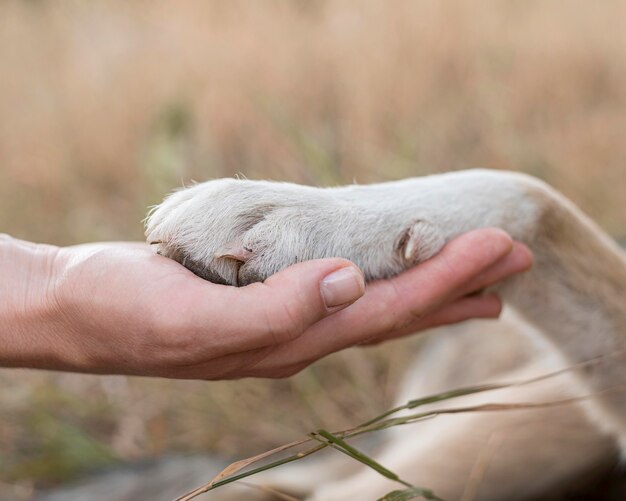 Side view of person holding dog's paw