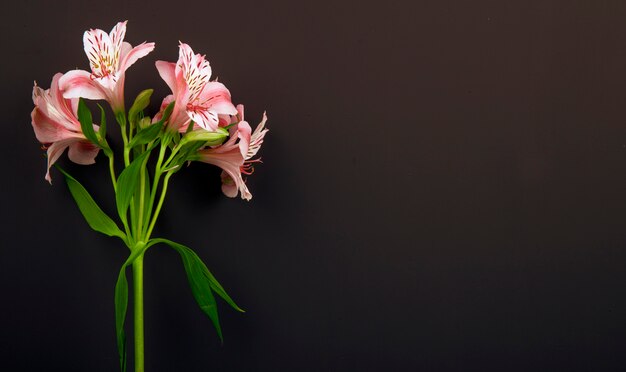 Side view of pink color alstroemeria flowers isolated on black background with copy space