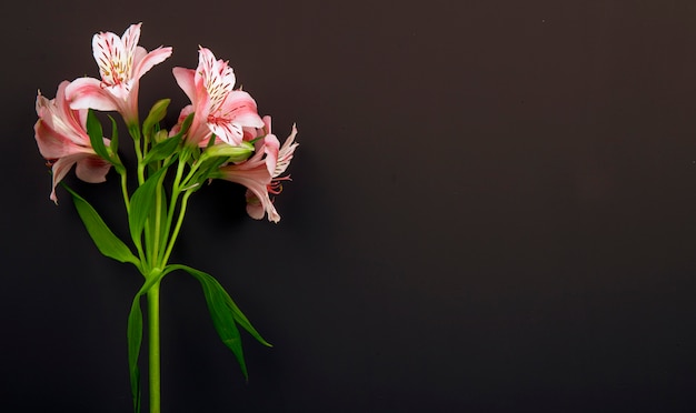 Side view of pink color alstroemeria flowers isolated on black background with copy space