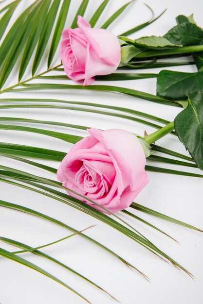 흰색 배경에 팜 리프에 핑크 컬러 장미의 측면보기