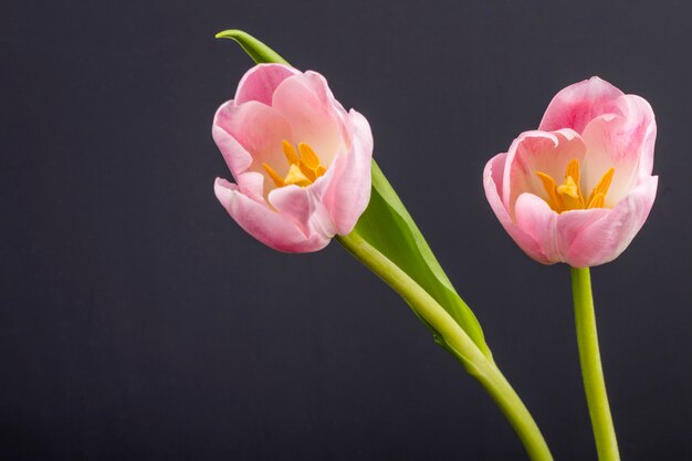 Вид сбоку розового цвета тюльпанов, изолированных на черном столе