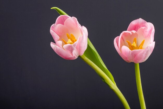 Side view of pink color tulips isolated on black table