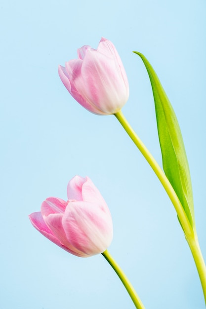 Вид сбоку розовых цветных тюльпанов, изолированных на синем столе