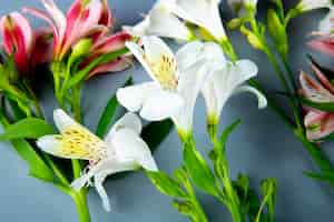 Free photo side view of pink and white color alstroemeria flowers on grey background