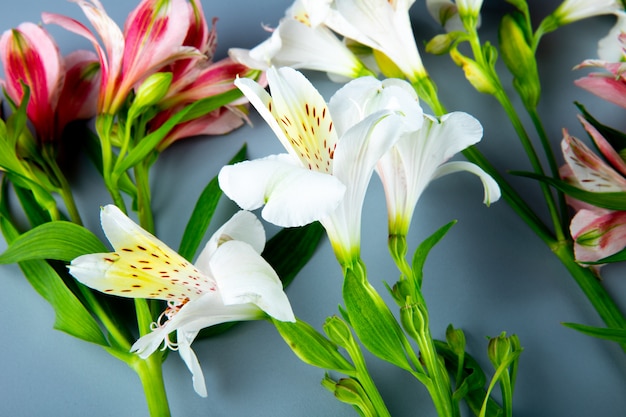 회색 배경에 분홍색과 흰색 색 alstroemeria 꽃의 측면보기