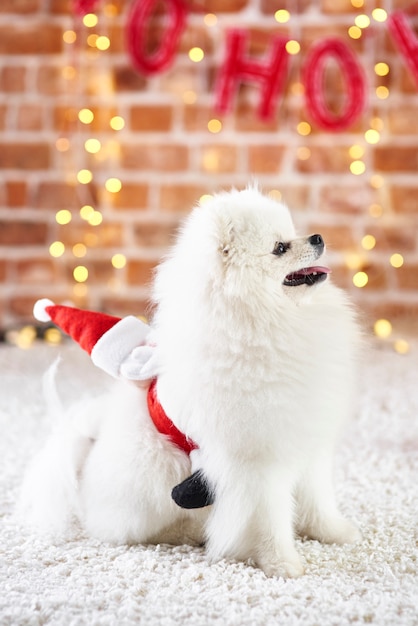 Side view of playful dog looking up