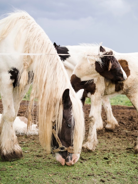 Foto gratuita cavallini di vista laterale che mangiano erba