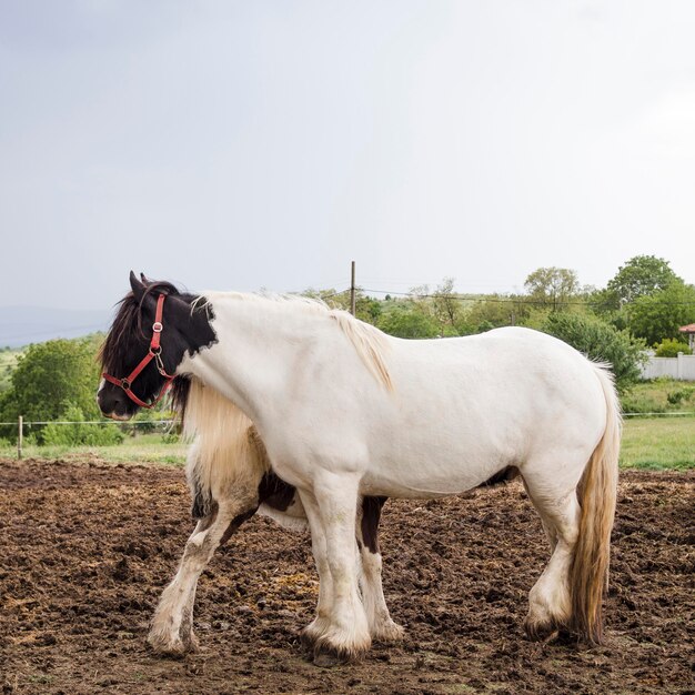 Side view ponies at a farm