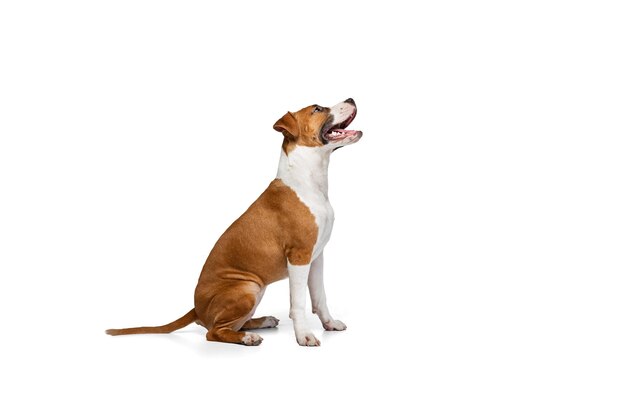Side view portrait of smiling dog puppy sitting posing isolated over white studio background