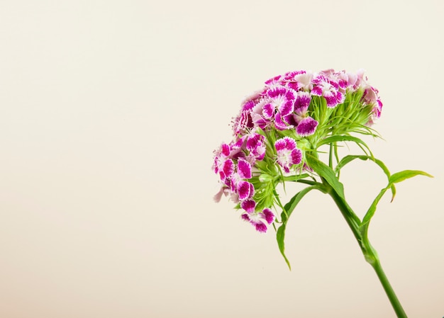 コピースペースと白い背景で隔離の紫色の甘いウィリアムまたはトルコのカーネーションの花の側面図