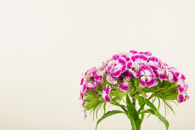 Вид сбоку фиолетовый цвет сладкий Уильям или турецкая гвоздика цветок на белом фоне с копией пространства