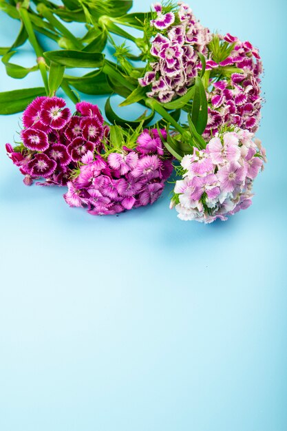 Side view of purple color sweet william or turkish carnation flowers isolated on blue background with copy space