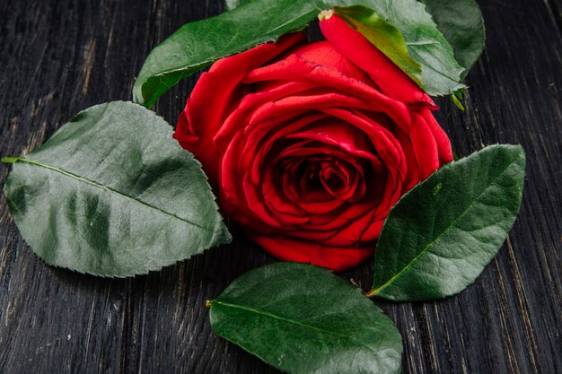 Side view of red color rose with green leaves isolated on dark wooden background