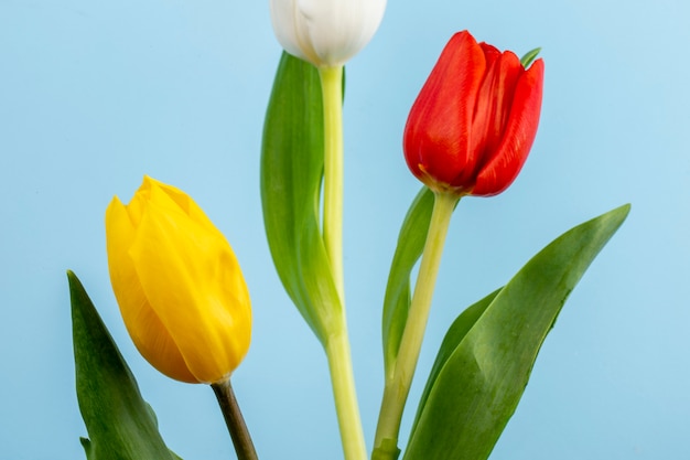 Side view of red, white and yellow color tulips on blue table