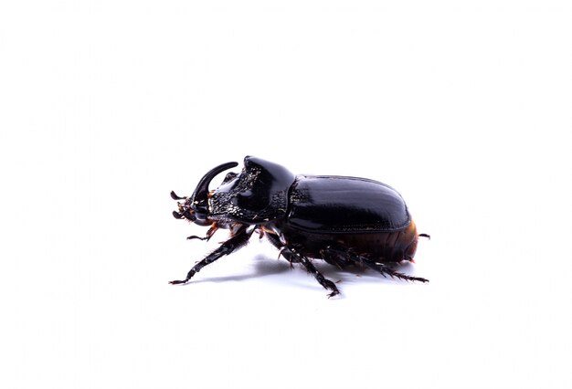 Side view of rhinoceros beetle