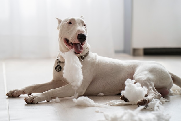 Free photo side view smiley bad dog making a mess