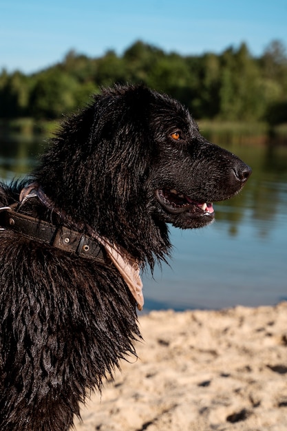 Side view smiley wet dog at beach