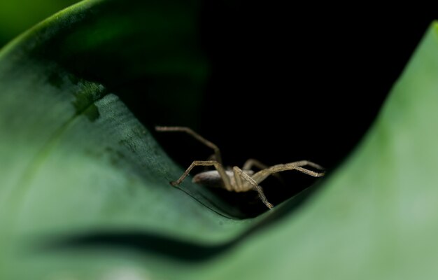 Side view of a spider on the hunt.