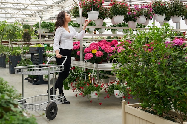 Side view of stunning young brunette woman standing with trolley and choosing pot flowers for buy. Concept of large selection of beautiful flowers for a gift.