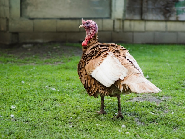 Side view turkey staying on the grass