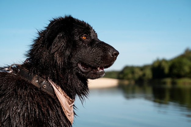 Cane bagnato di vista laterale alla spiaggia