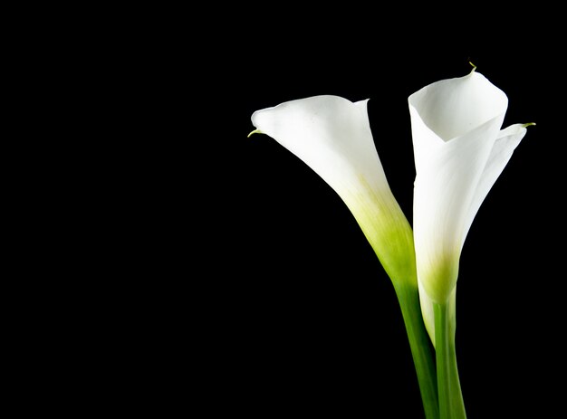 Side view of white calla lilies isolated on black background with copy space