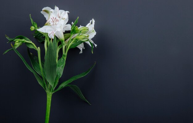 복사 공간 검은 배경에 고립 된 흰색 alstroemeria 꽃의 측면보기