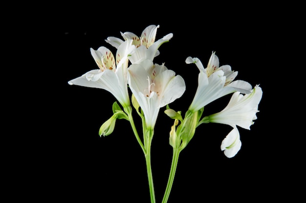 黒い背景に分離した白い色のアルストロメリアの花の側面図