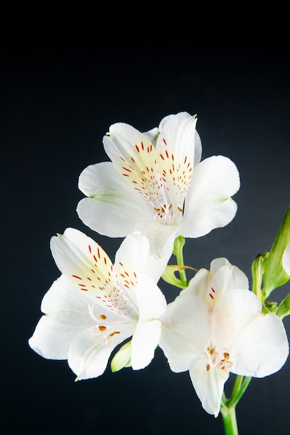 검은 배경에 고립 된 흰색 alstroemeria 꽃의 모습