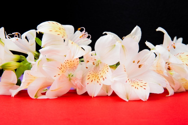 Free photo side view of white color alstroemeria flowers on red background