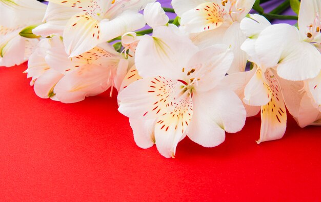 side view of white color alstroemeria flowers on red background